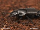 Rove Beetle