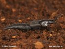 Rove Beetle