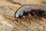 Rove Beetle