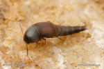 Rove Beetle