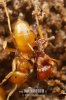 Rove Beetle