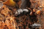 Rove Beetle