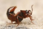 Rove beetle