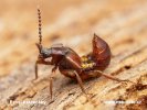 Rove Beetle