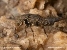 Rove Beetle