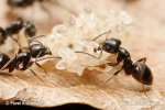 rratic ant