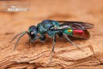 Ruby-tailed Wasp