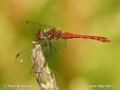 Ruddy Darter, libélula flecha roja