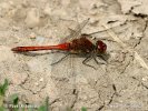 Ruddy Darter, libélula flecha roja