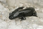 Salamandra czarna