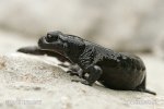 Salamandra nera