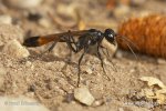 Sand Digger Wasp