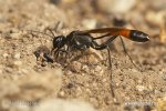Sand Digger Wasp