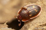 Sap-sucking Beetle
