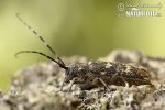 Sawyer beetle