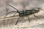 Sawyer beetle