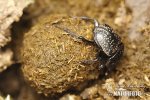 Scarabaeinae Dung Beetle