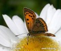 Scarce copper