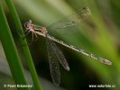 Scarce Emerald Damselfly