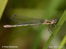 Scarce Emerald Damselfly