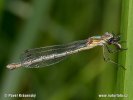 Scarce Emerald Damselfly