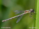 Scarce Emerald Damselfly