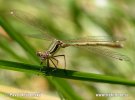 Scarce Emerald Damselfly