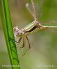 Scarce Emerald Damselfly