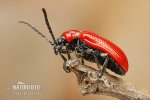 Scarlet lily beetle