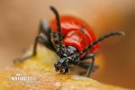 Scarlet lily beetle