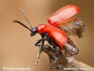 Scarlet lily beetle