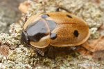 Sexton Beetle