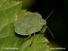 Shield Bug