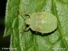 Shield Bug