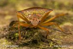 Shield Bug