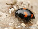 Shining Fungus Beetle