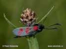 Six-spot Burnet