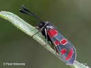 Six-spot Burnet