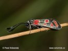 Six-spot Burnet