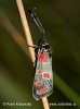 Six-spot Burnet