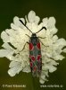 Six-spot Burnet