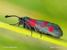 Slender Scotch Burnet