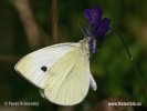 Small Cabbage White