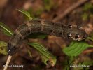 Small Elephant Hawkmoth