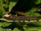 Small Elephant Hawkmoth