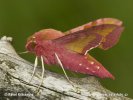 Small Elephant Hawkmoth