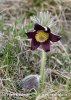 Small Pasque Flower