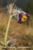 Small Pasque Flower