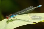 Small Red-eyed Damselfly