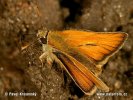 Small skipper